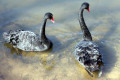 Black-Swans-2-Cunninghame-Arm-Lakes-Entrance-VIC