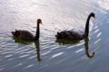 Black-Swans-Cunninghame-Arm-Lakes-Entrance-VIC