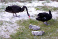 Black-Swans-and-cygnets-1-Lakes-Entrance-VIC