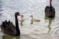 Black-Swans-and-cygnets-2-Lakes-Entrance-VIC