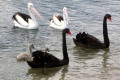 Black-Swans-cygnets-and-Pelicans-Lakes-Entrance-VIC