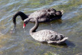 Black-Swans-feeding-Cunninghame-Arm-Lakes-Entrance-VIC