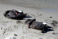 Black-Swans-sleeping-Cunninghame-Arm-Lakes-Entrance-VIC