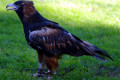 Black-breasted-Buzzard-Hamirostra-melanosternon-Black-breasted-Kite-1-Healesville-VIC