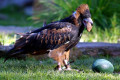 Black-breasted-Buzzard-Hamirostra-melanosternon-Black-breasted-Kite-2-Healesville-VIC