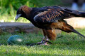 Black-breasted-Buzzard-Hamirostra-melanosternon-Black-breasted-Kite-3-Healesville-VIC