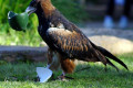 Black-breasted-Buzzard-Hamirostra-melanosternon-Black-breasted-Kite-4-Healesville-VIC