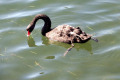 Black-swan-feeding-Cunninghame-Arm-Lakes-Entrance-VIC