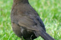 Blackbird-Common-Blackbird-Turdus-merula-Female-1-TAS