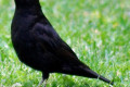 Blackbird-Common-Blackbird-Turdus-merula-Male-2-TAS