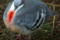 Bleeding-heart-Dove-Gallicolumba-luzonica-Luzon-Bleeding-heart-2-Ballarat-Bird-World-VIC