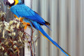 Blue-And-Yellow-Macaw-Ara-ararauna-Marigold-1-Tasmania-Zoo