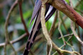 Blue-Princess-Parrot-Polytelis-alexandrae-Ballarat-Bird-World-VIC