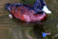 Blue-billed-Duck-Oxyura-australis-Blue-Bill-Stiff-Tail-Spinetail-Little-Musk-Duck-Male-1-Melb-Zoo-VIC