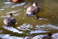 Blue-billed-Ducks-Oxyura-australis-Blue-Bill-Stiff-Tail-Spinetail-Little-Musk-Duck-Male-with-3-Females-2-Melb-Zoo-VIC