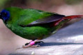 Blue-faced-Parrot-Finch-Erythrura-trichroa-Wagga-Zoo-NSW