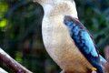 Blue-winged-Kookaburra-Dacelo-leachii-Melb-Zoo-VIC