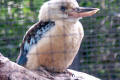 Blue-winged-Kookaburra-Melbourne-Zoo