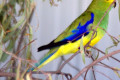 Blue-winged-Parrot-Blue-banded-Parakeet-Neophema-chrysostoma-3-Tasmania-Zoo