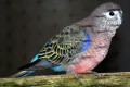 Bourkes-Parrot-Neophema-Bourkii-Grass-Parakeet-Pink-bellied-Parakeet-Night-Parrot-1-Female-Ballarat-Bird-World-VIC