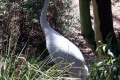 Brolga-1-Melbourne-Zoo