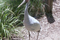 Brolga-3-Melbourne-Zoo