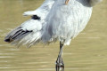 Brolga-Grus-rubicunda-1-Kyabram-Fauna-Park-VIC