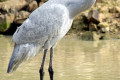 Brolga-Grus-rubicunda-2-Kyabram-Fauna-Park-VIC