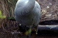 Brolga-Grus-rubicunda-Native-Companion-Australian-Crane-1-Melb-Zoo-VIC