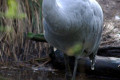 Brolga-Grus-rubicunda-Native-Companion-Australian-Crane-2-Melb-Zoo-VIC