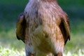 Brown-Falcon-Falco-berigora-1-Healesville-VIC