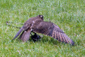 Brown-Falcon-Falco-berigora-1-Tasmanian-Devil-Conservation-Park-TAS