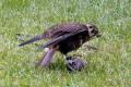 Brown-Falcon-Falco-berigora-2-TDCP-TAS