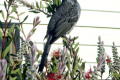 Brush-Wattlebird-Anthochaera-chrysoptera-Tasman-Pen.-TAS