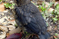 Brush-Wattlebird-juvenile-1-Stanley-TAS