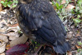 Brush-Wattlebird-juvenile-2-Stanley-TAS