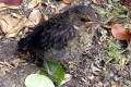 Brush-Wattlebird-juvenile-3-Stanley-TAS