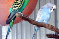 Budgerigars-1-White-Beach-Tourist-Park-TAS