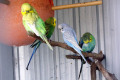 Budgerigars-2-White-Beach-Tourist-Park-TAS