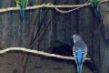 Budgerigars-Wagga-Zoo-NSW