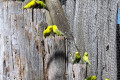 Budgerigars-courting-Natureworld-Bicheno-TAS