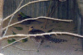 Budgie-on-Pheasant-Wagga-Zoo-NSW