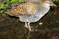 Buff-banded-Rail-Gallirallus-philippensis-1-Melb-Zoo-VIC