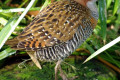 Buff-banded-Rail-Gallirallus-philippensis-2-Melb-Zoo-VIC