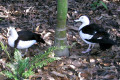 Burdekin-Ducks-Radjah-Shelduck-1-Melbourne-Zoo