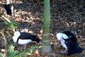 Burdekin-Ducks-Radjah-Shelduck-2-Melbourne-Zoo