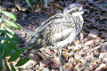 Bush-Stone-Curlew-Melbourne-Zoo