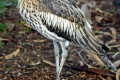 Bush-Stone-curlew-Burhinus-grallarius-Bush-Thick-knee-1-Kyabram-Fauna-Park-VIC