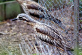 Bush-Stone-curlew-Burhinus-grallarius-Bush-Thick-knee-2-Kyabram-Fauna-Park-VIC