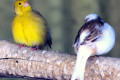 Canaries-Wagga-Zoo-NSW